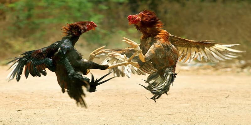 Cách Chơi Đá Gà Max88: Quy Trình Đơn Giản Và Dễ Hiểu Cách Chơi Đá Gà Max88: Quy Trình Đơn Giản Và Dễ Hiểu