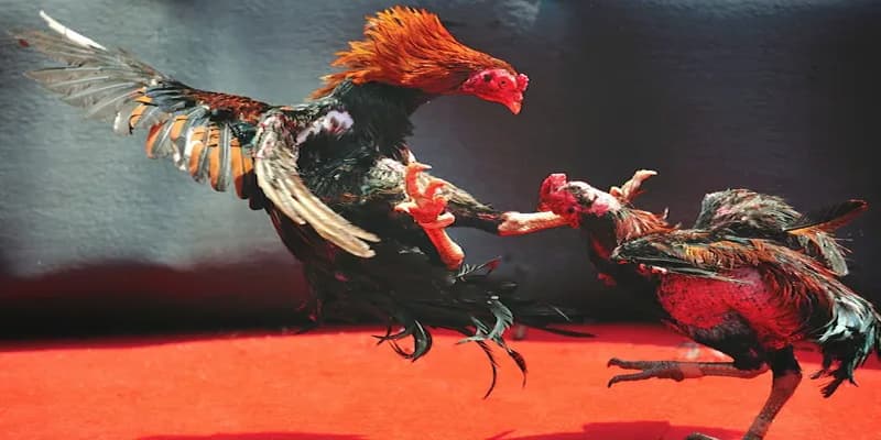 Lợi Ích Khi Chơi Đá Gà Max88 Lợi Ích Khi Chơi Đá Gà Max88